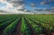 Landscape view of a freshly growing cabbage field. Sunset time