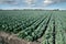 Landscape view of a freshly growing cabbage field. Texas, winter