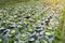 Landscape view of a freshly growing cabbage field. White cabbage grows in rows in a field in the countryside of Asia