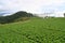 Landscape view of a freshly growing Chinese cabbage field