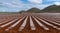 Landscape view of freshly tilled and planted field with plastic covering the plants to conserve water