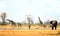 Landscape view of Giraffes, Elephant and Zebra at a waterhole in Hwange National park