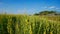 Landscape view Grass and flowers beautiful on blue sky background.Field farm floral at Lampang THAILAND.Grassland scenery spring