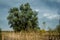 Landscape view of grass Phragmites australis growing from marsh.