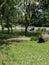 Landscape view green forest trees in Taman Wetland Putrajaya. Nature and environmental concepts