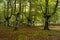 landscape view of a green forest in Urkiola Natural Park in the Basque Country, Spain