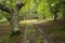 landscape view of a green forest in Urkiola Natural Park in the Basque Country, Spain