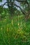 Landscape view of green grass, fresh plants, trees in Koko Head volcanic crater, Hawaii. Scenery of wild bushes and