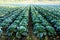 Landscape view of growing cabbage field