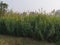 Landscape view with grown dense reed grass