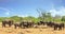 Landscape view of a herd of African Elephants relaxing on the dry African Svannah with a bushveld background and blue cloudy sky