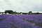 Landscape view of Hitchin lavender farm
