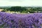 Landscape view of Hitchin lavender field