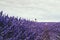 Landscape view of Hitchin lavender field and visitors