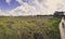 Landscape view on Kalmthout Heath nature park in Flanders, Belgium