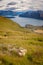 Landscape view of Lake Wanaka, mountains and sheep, NZ