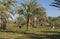 Landscape view of large date palm trees in plantation