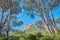 Landscape view of Lions Head mountain, forest trees and blue sky in remote hiking area or tourism destination in Cape