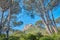 Landscape view of Lions Head mountain, forest trees and blue sky in remote hiking area or tourism destination in Cape