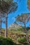 Landscape view of Lions Head mountain, Monterey pine tree forest and blue sky in remote hiking area or tourism