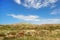 Landscape view of Loodsmansduin dune national park near Den Hoorn on Texel in Netherlands