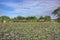 Landscape view, lotus pond, lotus pond, green nature, sky background, Asian tourism