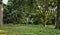 A landscape view of a mango garden