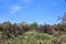 Landscape view of, Maricopa County, Rio Verde, Arizona