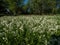 Landscape view of a meadow full of colony of white flowers - Northern bedstraw Galium boreale in summer in sunlight