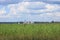 Landscape with a view on Nilov Monastery located on the Stolobny Island on lake Seliger