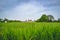 Landscape View Over Grass of English Garden at Cliveden House