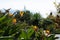 Landscape view over a paradise bird flowers and plants