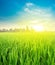 Landscape view over rice field plantation farming