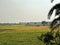 Landscape view of paddy field in countryside of India