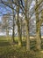 Landscape view of pine oak trees in a sunny remote countryside meadow in Sweden. Wood used for timber growing in a