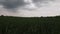 Landscape view before the rain. Green wheat field in overcast rainy weather.