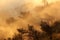 Landscape view of rainforest in mist at morning on mountain, Doi