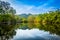 Landscape view of reflection forest