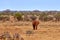 Landscape view in safari. Kenya in Africa, elephants and zebras on the savannah with the trees