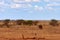 Landscape view in safari. Kenya in Africa, elephants and zebras on the savannah with the trees