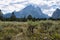 Landscape view of sagebrush meadow overlooked by the Cathedral Group and Cascade Canyon