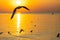 Landscape view of seagulls in sunset at Bang Pu Recreation Center