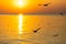 Landscape view of seagulls in sunset at Bang Pu Recreation Center