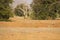 Landscape view showing lioness with cubs walking at a distance