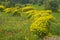 Landscape view of spring in the Golan Heights Israel