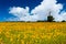 Landscape of view Sunflower field
