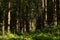 Landscape view of sunny pine forest ardennes with dense on grassland