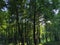 Landscape view of sweetgum trees