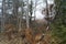 Landscape view of tangled autumn woodland