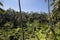 Landscape view of Tegalalang rice terrace in Bali